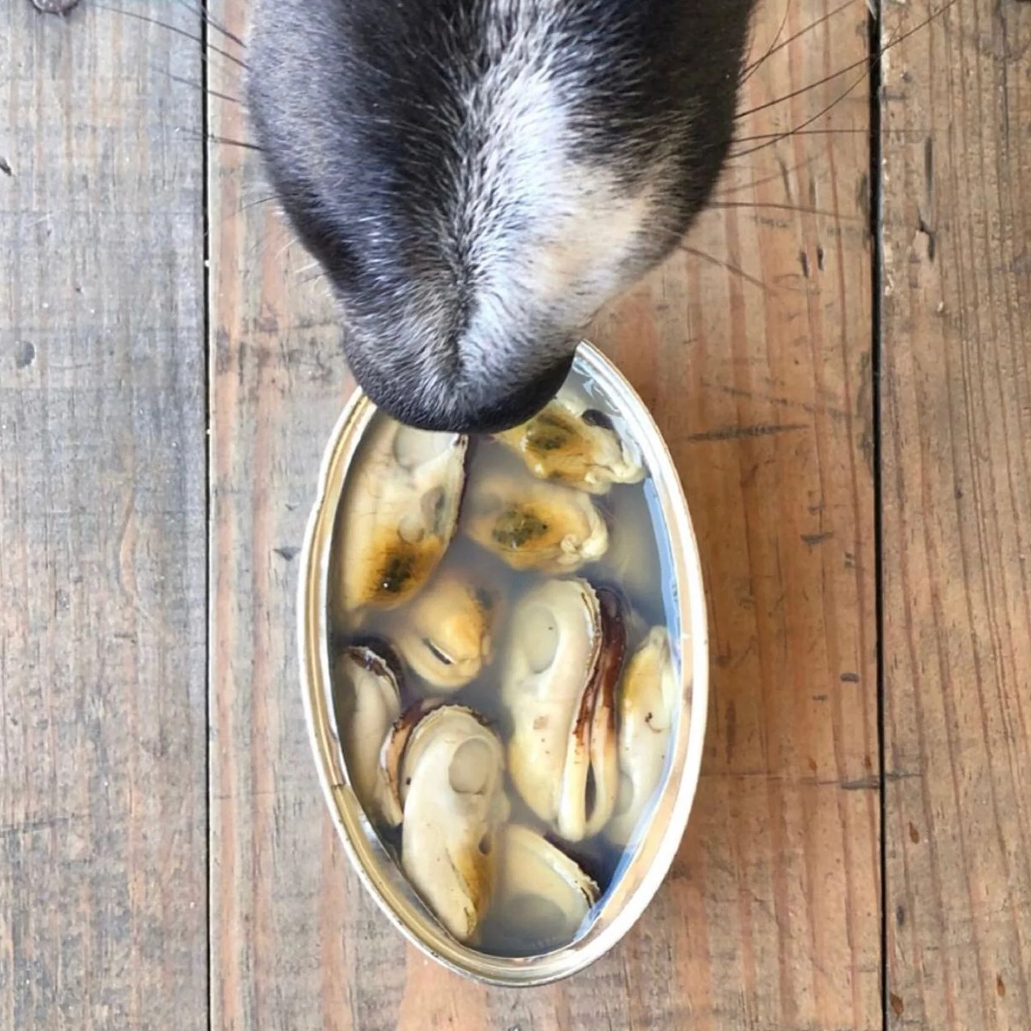 Moules vertes de Nouvelle Zélande au naturel – Canumi – 115g – Image 5