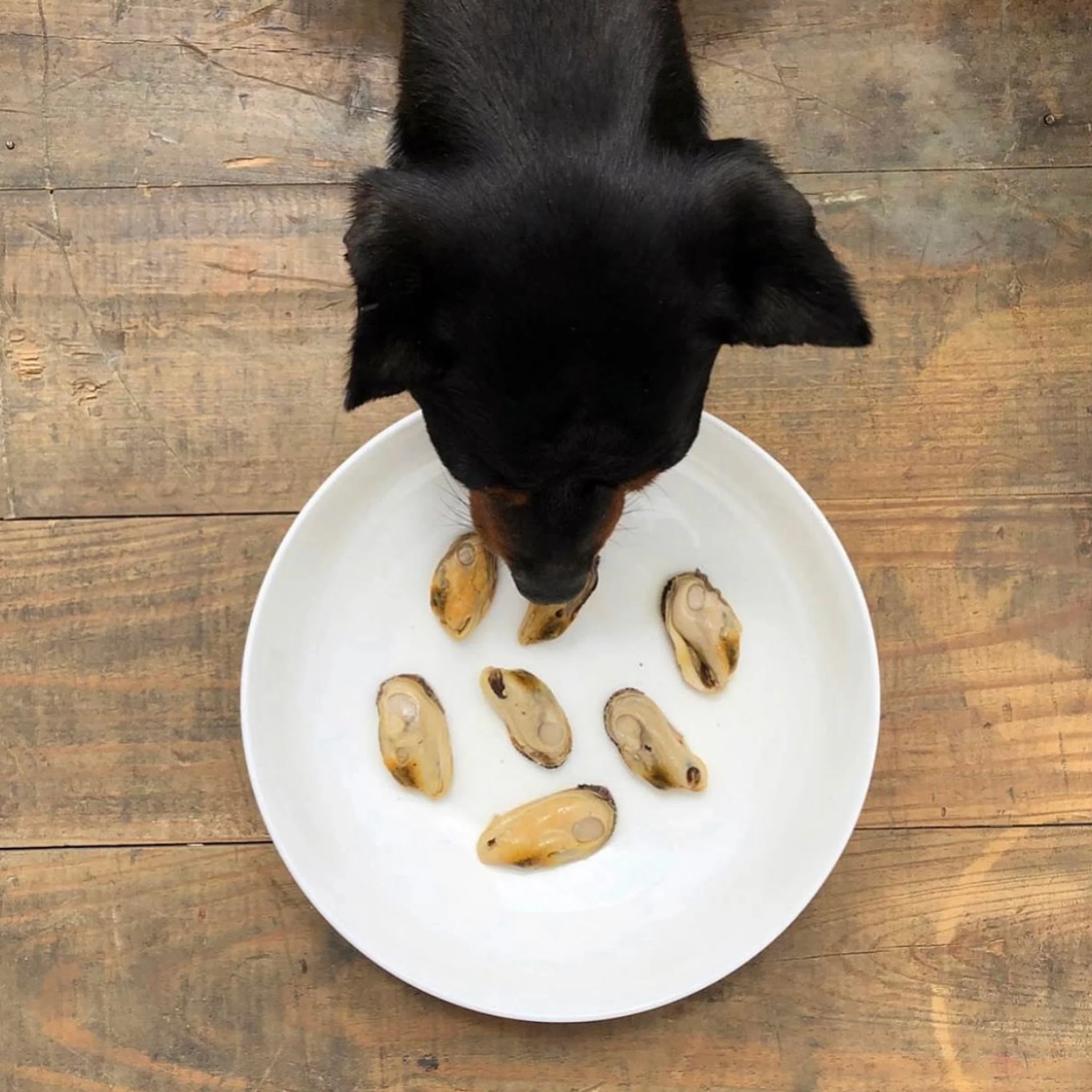 Moules vertes de Nouvelle Zélande au naturel – Canumi – 115g – Image 2