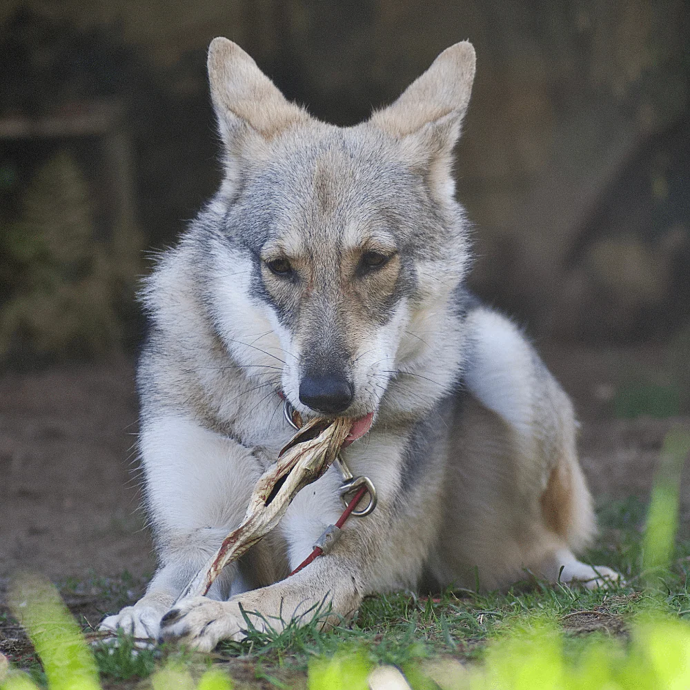 Eglefin – Mastication gourmande pour chiens – Image 2